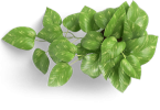 leaf-icon.png leaf-icon.png